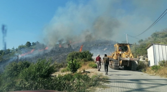 Manavgat'taki yangında zeytin ağaçları zarar gördü ...