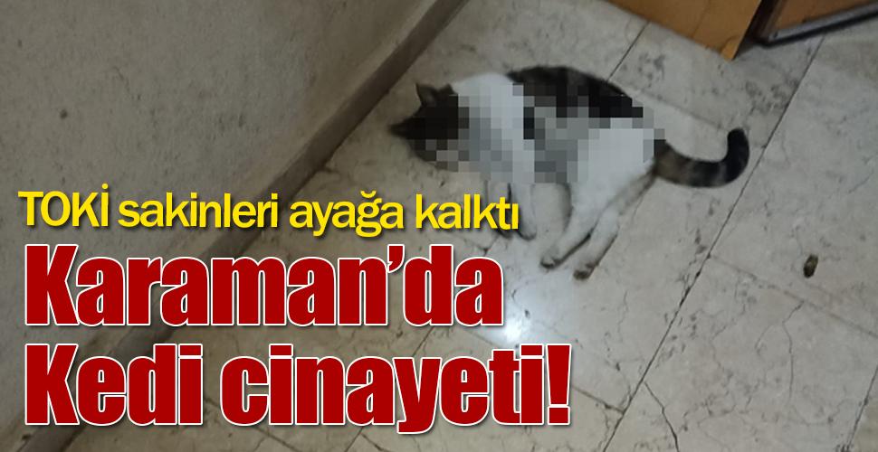 Karaman 2. TOKİ'de Hayvan Cinayeti