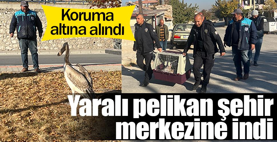 Karaman'da yaralı bulunan pelikan, koruma altına alındı